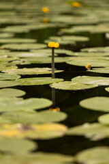 water lily in the pond