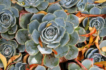 Planta suculenta con gotas de agua de lluvia en el centro. 