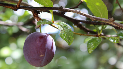 Ciruela roja y madura colgando de rama de árbol.