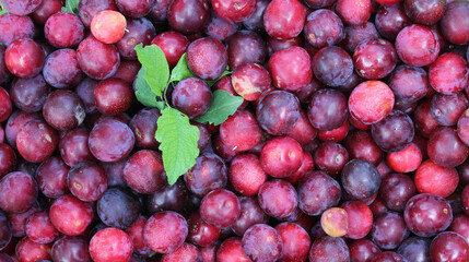 Ciruelas frescas y maduras de color rojo, amontonadas con hoja color verde.