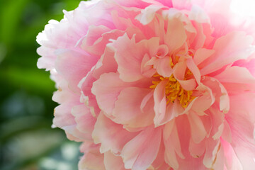 amazing soft white- pink peony flower background. macro shot. sunny day