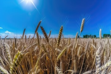 Fototapeta premium golden wheat field under a vivid blue sky