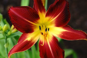 Beautiful flower plants in my spring summer backyard garden