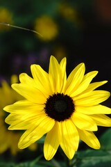 Beautiful flower plants in my spring summer backyard garden