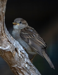 female house sparrow
