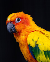 blue and yellow macaw