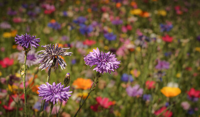 Fototapeta premium Wildblumenwiese