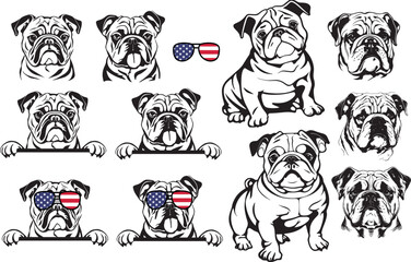 Cool American bulldog with sunglasses, portrait 