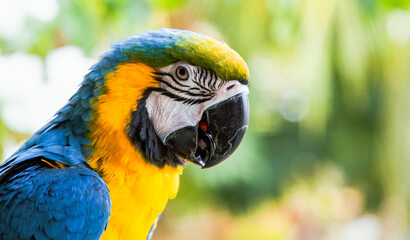 beautiful Blue-and-Yellow Macaw in rainforest