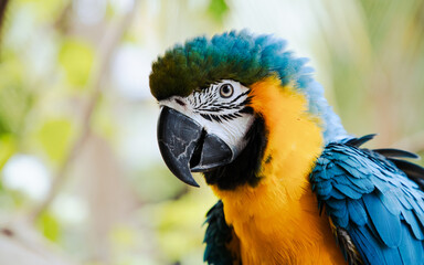 beautiful Blue-and-Yellow Macaw in rainforest