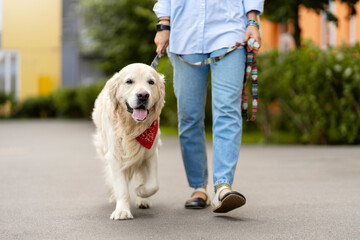 Сute golden labrador walking on leash with woman on street. Pet, concept of animal care