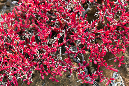 Red sesuvium plant (Sesuvium edmonstonei) close up, San Cristobal island, Galapagos national park, Ecuador.