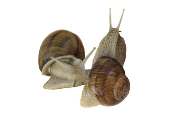 Beautiful snails isolated on white background