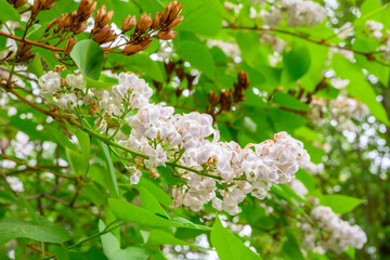 Blooming spring flowers. Beautiful flowering flowers of lilac tree. The spring concept. The branches of lilac on a tree in a garden.