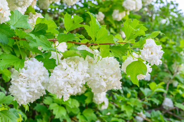 Blooming spring flowers. Large beautiful white balls of blooming Viburnum opulus Roseum (Boule de Neige). White Guelder Rose or Viburnum opulus Sterilis, Snowball Bush, European Snowball is a shrub.