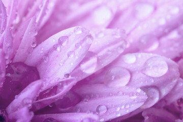 A close view of beautiful leaves with water drops. Pastel color