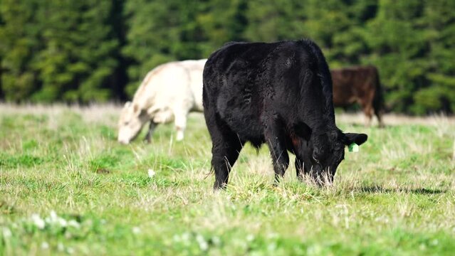 Close up of Stud Beef bulls and cows grazing on grass in a field, in Australia. eating hay and silage. breeds include speckle park, murray grey, angus, brangus and wagyu.