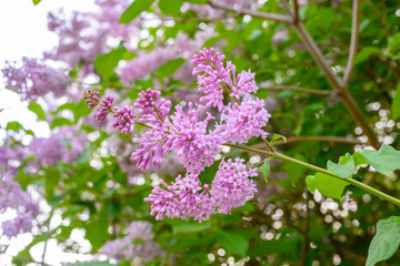 Obraz premium Blooming spring flowers. Beautiful flowering flowers of lilac tree. The spring concept. The branches of lilac on a tree in a garden.