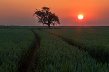 sunrise over the field