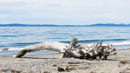 Windswept bleached driftwood log on pebble beach with blue sea water and horizon
