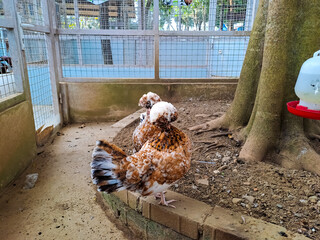 Polish chicken in the cage, house farm concept