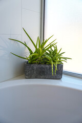 Potted aloe vera plant on edge of white tub