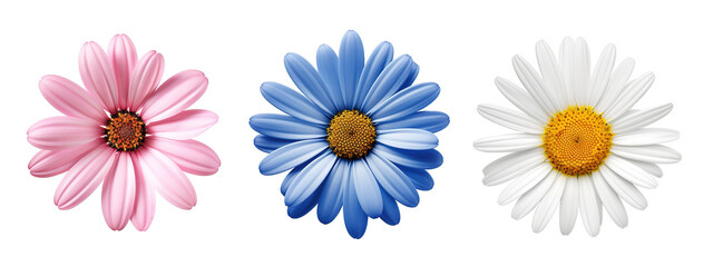 Three colorful flowers over white transparent background