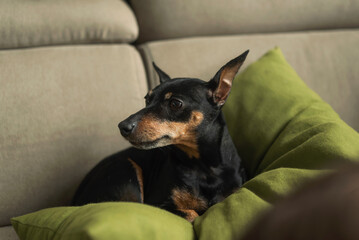 Miniature pincher lies on the sofa on green pillow soft beige background. The dog is resting