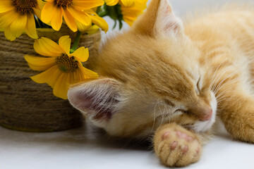 a red-haired cat sleeping under flowers, a red-haired kitten and flowers