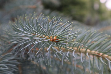 Naklejka na ściany i meble Blue fir tree branch, close up.