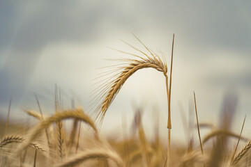 cereal crop against blue and gray sky, ears of wheat in the foreground with plantation background