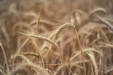 cereal crop against blue and gray sky, ears of wheat in the foreground with plantation background