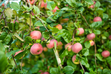 Red apples on apple tree branch on warm autumn day. Harvesting ripe fruits in an apple orchard. Growing own fruits and vegetables in a homestead.