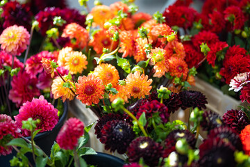 Obraz na płótnie Canvas Beautiful colorful dahlias sold in outdoor flower shop in Vilnius, Lithuania