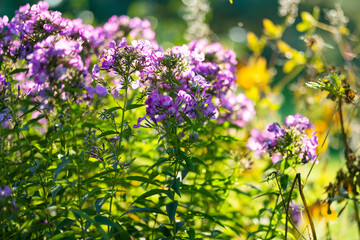 Beautiful purple flame flowers of phlox (Phlox paniculata) blossoming in a garden on autumn day.