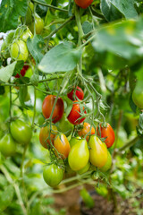 Ripening organic fresh tomatoes plants on a bush. Growing own fruits and vegetables in a homestead.