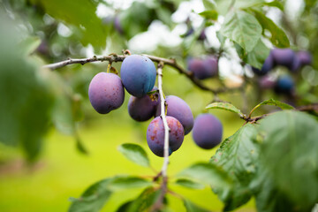 Purple plums on a tree branch in the orchard. Harvesting ripe fruits on autumn day. Growing own fruits and vegetables in a homestead.