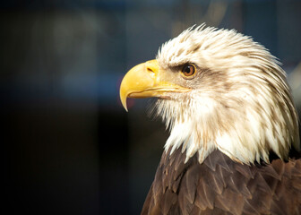 Majestic American Bald Eagle (Haliaeetus leucocephalus)