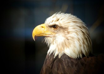 Majestic American Bald Eagle (Haliaeetus leucocephalus)