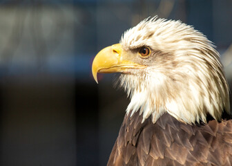 Majestic American Bald Eagle (Haliaeetus leucocephalus)