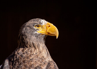 Steller's Sea Eagle (Haliaeetus pelagicus)