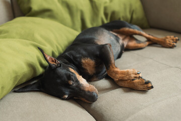 A miniature pinscher sleeps on a sofa on a green pillow on a soft beige background, dog is resting. The dog is tired and sleeping