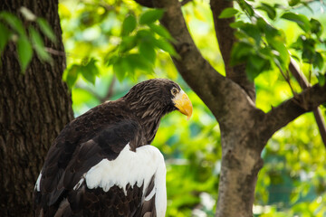 Steller's Sea Eagle (Haliaeetus pelagicus)