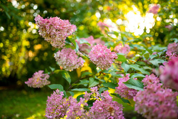 Tender flowers of hydrangea arborescens, backlit by the low evening sun in summer. Hortensia flowering in summer garden.