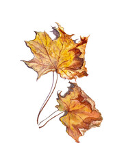 Autumn maple leaves. Watercolor isolated illustration for your design