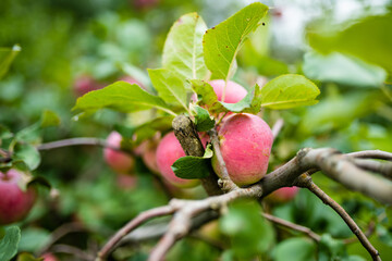 Red apples on apple tree branch on warm autumn day. Harvesting ripe fruits in an apple orchard. Growing own fruits and vegetables in a homestead.