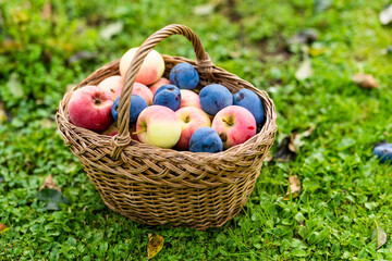 Basket full of fresh organic apples and plums. Harvesting apples and plums in an orchard on autumn day. Picking fruits in a garden. Fresh healthy food.