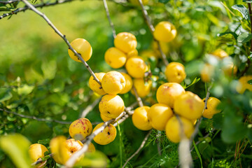 Bright yellow fruits of quince ripening on a branch of japanese quince bush. Sunny summer day in a garden.