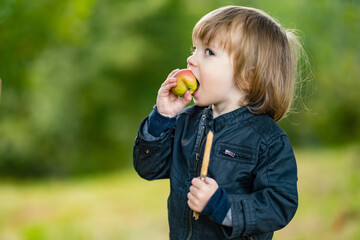 Cute toddler boy eating an apple in apple tree orchard in summer day. Child picking fruits in a...