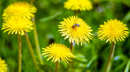 Yellow dandelions blooming on grass background
